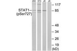 Western blot analysis of extracts from 293 cells, 3T3 cells treated with UV (15mins) and Jurkat cells treated with eto (25uM, 24hours), using STAT1 (Phospho-Ser727) Antibody. (STAT1 antibody  (pSer727))