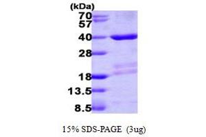 SDS-PAGE (SDS) image for Mortality Factor 4 Like 2 (MORF4L2) (AA 1-288) protein (His tag) (ABIN667402)