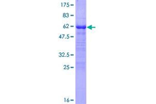 EIF3S1 Protein (AA 1-258) (GST tag)
