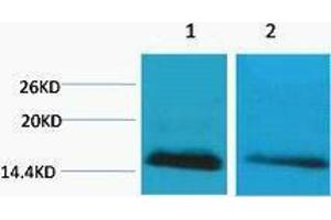 Western Blotting (WB) image for anti-Histone H2B (meLys5) antibody (ABIN3181328) (Histone H2B antibody  (meLys5))