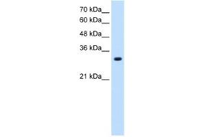SLC7A8 antibody used at 1. (SLC7A8 antibody)