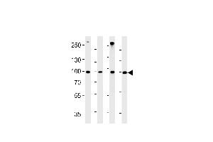 HSPCB Antibody (N-term) (ABIN1882093 and ABIN2842648) western blot analysis in A431,H-4-II-E,Hela,rat L6 cell line lysates (35 μg/lane). (HSP90AB1 antibody  (N-Term))