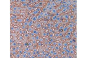 Used in DAB staining on fromalin fixed paraffin- embedded Kidney tissue (PDCD1LG2 antibody  (AA 36-219))