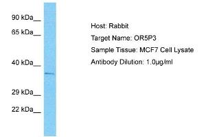 Host: Rabbit Target Name: OR5P3 Sample Type: MCF7 Whole Cell lysates Antibody Dilution: 1. (OR5P3 antibody  (C-Term))