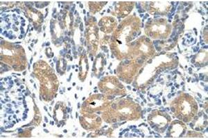 Immunohistochemical staining (Formalin-fixed paraffin-embedded sections) of human kidney with APOBEC3D polyclonal antibody  at 4-8 ug/mL working concentration.