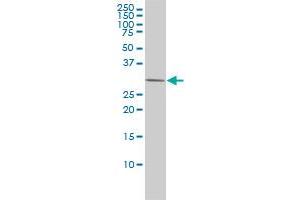 PRKAB2 antibody  (AA 1-272)