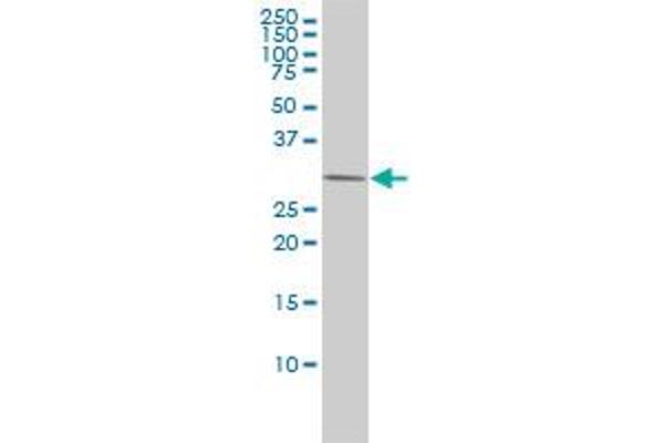 PRKAB2 antibody  (AA 1-272)