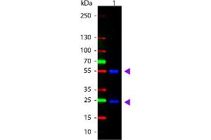 Western Blot of ATTO 488 conjugated Goat anti-Mouse IgG Pre-adsorbed secondary antibody. (Goat anti-Mouse IgG (Heavy & Light Chain) Antibody (Atto 488) - Preadsorbed)
