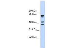 Image no. 1 for anti-G Protein-Coupled Receptor 27 (GPR27) (AA 143-192) antibody (ABIN6744840) (GPR27 antibody  (AA 143-192))