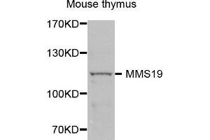 Western blot analysis of extracts of Mouse thymus cells, using MMS19 antibody. (MMS19 antibody)