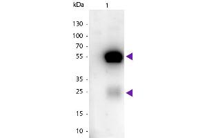 Western blot of Peroxidase Conjugated Sheep Anti-Rabbit IgG secondary antibody. (Sheep anti-Rabbit IgG (Heavy & Light Chain) Antibody (HRP))