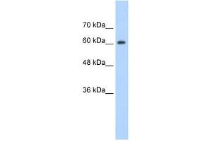 SYNCRIP antibody used at 1. (SYNCRIP antibody  (Middle Region))