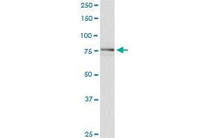 SCYL1 monoclonal antibody (M02), clone 2E5. (SCYL1 antibody  (AA 373-472))