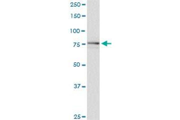 SCYL1 antibody  (AA 373-472)