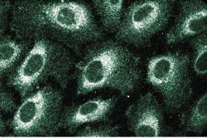 Immunofluorescent staining of Human Endothelial cells with anti-SRP54. (SRP54 antibody  (AA 262-476))