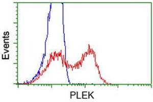 HEK293T cells transfected with either RC203780 overexpress plasmid (Red) or empty vector control plasmid (Blue) were immunostained by anti-PLEK antibody (ABIN2453482), and then analyzed by flow cytometry. (Pleckstrin antibody)