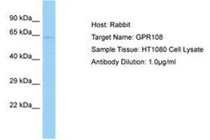 Image no. 1 for anti-G Protein-Coupled Receptor 108 (GPR108) (AA 174-223) antibody (ABIN6750102) (GPR108 antibody  (AA 174-223))