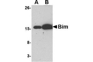 Western Blotting (WB) image for anti-BCL2-Like 11 (Apoptosis Facilitator) (BCL2L11) antibody (ABIN1031696) (BIM antibody)