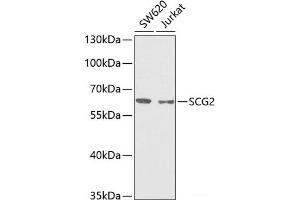 Western blot analysis of extracts of various cell lines using SCG2 Polyclonal Antibody at dilution of 1:1000. (SCG2 antibody)
