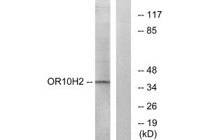 Western blot analysis of extracts from A549 cells, using OR10H2 antibody. (OR10H2 antibody  (C-Term))