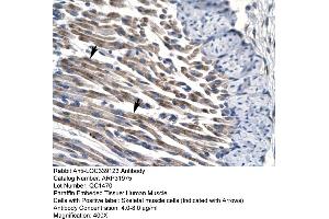 HumanMuscle (JMJD8 antibody  (Middle Region))