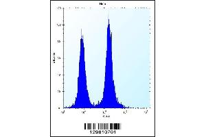 Flow cytometric analysis of Hela cells (right histogram) compared to a negative control cell (left histogram). (DEFB112 antibody  (N-Term))