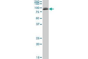 PIGS antibody  (AA 450-518)