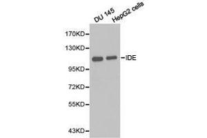 Western Blotting (WB) image for anti-Insulin-Degrading Enzyme (IDE) antibody (ABIN1873131) (IDE antibody)