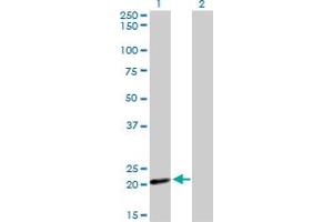 COX4I2 antibody  (AA 21-104)