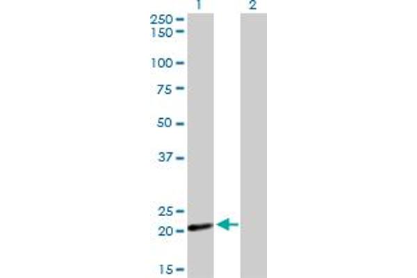 COX4I2 antibody  (AA 21-104)