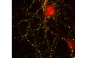 Indirect immunolabeling of PFA fixed rat hippocampus neurons with anti-shank 2 (dilution 1 : 500; red), counterstained with mouse anti-synapsin 1 (, dilution 1 : 500; green).