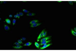 Immunofluorescent analysis of HepG2 cells using ABIN7172105 at dilution of 1:100 and Alexa Fluor 488-congugated AffiniPure Goat Anti-Rabbit IgG(H+L) (SLC46A2 antibody  (AA 45-78))