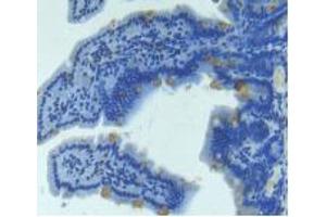 IHC-P analysis of Mouse Intestine Tissue, with DAB staining. (Angiopoietin 2 antibody  (AA 19-147))