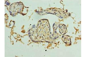 Immunohistochemistry of paraffin-embedded human placenta tissue using ABIN7163824 at dilution of 1:100 (PKD1L2 antibody  (AA 1-306))