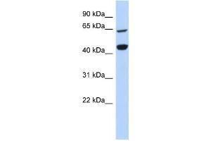 Western Blotting (WB) image for anti-Replication Factor C (Activator 1) 4, 37kDa (RFC4) antibody (ABIN2458986) (RFC4 antibody)