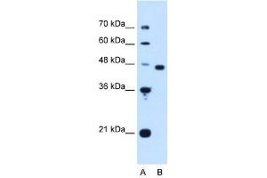 PA2G4 antibody (20R-1262) used at 0. (PA2G4 antibody  (Middle Region))