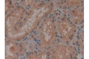 DAB staining on IHC-P; Samples: Human Kidney Tissue (CD235a/GYPA antibody  (AA 20-91))