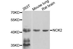 Western blot analysis of extracts of various cell lines, using NCK2 antibody (ABIN5975631) at 1/1000 dilution. (NCK2 antibody)