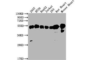 Western Blot Positive WB detected in: 293T whole cell lysate, HT29 whole cell lysate, HepG2 whole cell lysate, Jurkat whole cell lysate, 293 whole cell lysate, Rat Heart tissue, Mouse Heart tissue All lanes: ATP5F1B antibody at 1:2000 Secondary Goat polyclonal to rabbit IgG at 1/50000 dilution Predicted band size: 57 kDa Observed band size: 57 kDa (Recombinant ATP5B antibody)