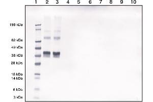 Morphine-ovalbumin conjugate detected by Western blotting using our polyclonal at 1in2000 dilution (1 = Marker, 2 =Morphine-Ovalbumin (50 ng), 3 =Morphine-Ovalbumin (50 ng), 4 =Blank, 5 =Blank, 6 =Ovalbumin (50 ng), 7 = Ovalbumin (50 ng)), 8 =Blank, 9 Blank, 10 =Blank) (Morphine antibody)