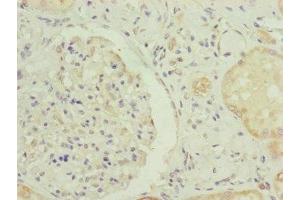 Immunohistochemistry of paraffin-embedded human kidney tissue using ABIN7151154 at dilution of 1:100