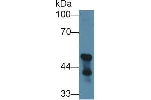 Western Blot; Sample: Mouse Cerebellum lysate; Primary Ab: 1µg/ml Rabbit Anti-Mouse CNP Antibody Second Ab: 0. (Cnpase antibody  (AA 110-365))