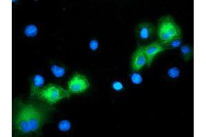 Anti-MAPK7 mouse monoclonal antibody (ABIN2454021) immunofluorescent staining of COS7 cells transiently transfected by pCMV6-ENTRY MAPK7 (RC203506). (MAPK7 antibody)