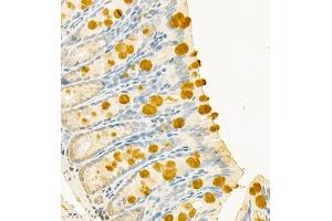 Immunohistochemistry of paraffin embedded mouse colon using CLCA1 (ABIN7073472) at dilution of 1:700 (400x lens) (CLCA1 antibody)