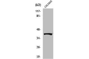 Western Blot analysis of HeLa cells using Renin Receptor Polyclonal Antibody