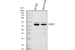 anti-Flavin Containing Monooxygenase 2 (Non-Functional) (FMO2) (AA 78-115), (N-Term) antibody