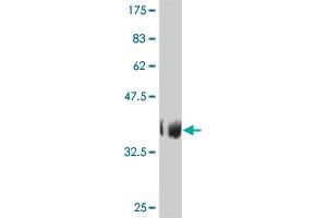 TAF6L antibody  (AA 2-109)