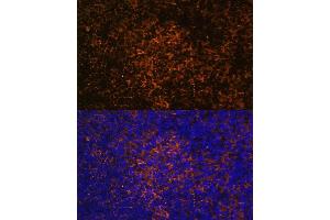Immunofluorescence (IF) image for anti-Inducible T-Cell Co-Stimulator (ICOS) (AA 21-140) antibody (ABIN3022591)