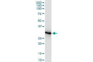 Immunoprecipitation of ORC6L transfected lysate using anti-ORC6L MaxPab rabbit polyclonal antibody and Protein A Magnetic Bead , and immunoblotted with ORC6L purified MaxPab mouse polyclonal antibody (B02P) . (ORC6 antibody  (AA 1-252))