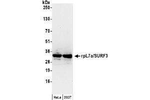 Western Blotting (WB) image for anti-RpL7a/SURF3 (C-Term) antibody (ABIN7453867) (RpL7a/SURF3 (C-Term) antibody)